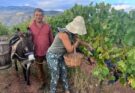 Calabria enoica fra tradizione e futuro