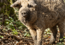 Il suino Mangalica entra nel Libro genealogico italiano: dalla Calabria il contributo di un allevatore che ha creduto nella razza.